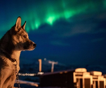 Tromsø: Northern Lights Husky Visit with Traditional Dinner