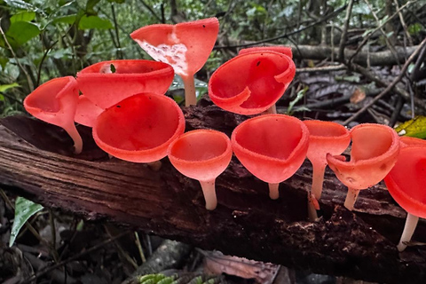 Puerto Jimenez: 2-Day Tour in Sirena Corcovado with La Leona Hike Puerto Jimenez: 2-Day Corcovado Boat Tour and 18km Walking Departure