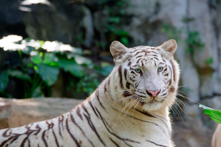 Parc safari Chimelong de Guangzhou