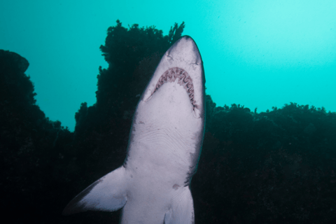 Bondi : Plongée avec les requins à Bushrangers Bay pour les plongeurs certifiés