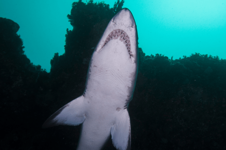 Bondi: Inmersión con tiburones en Bushrangers Bay para buceadores certificados