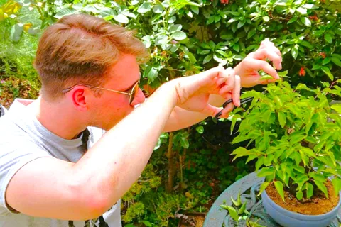 Bonsai City: Tour dei bonsai e esperienza al Santuario dei Bonsai
