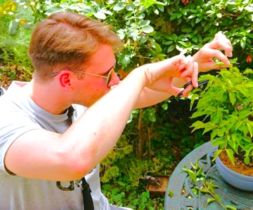 Bonsai City: Bonsai Tour & Experience w Sanktuarium Bonsai