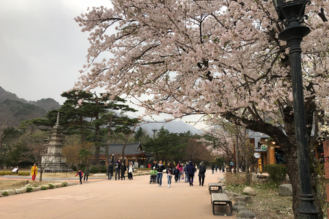 Seúl: Excursión de un día por la floración de los cerezos de primavera en CoreaGwangyangMaehwa y Jeonju desde la salida 8 de la calle Hongdae