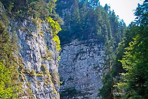 Brașov: Dracula's Castle, Bear Sanctuary, & Cave Tour