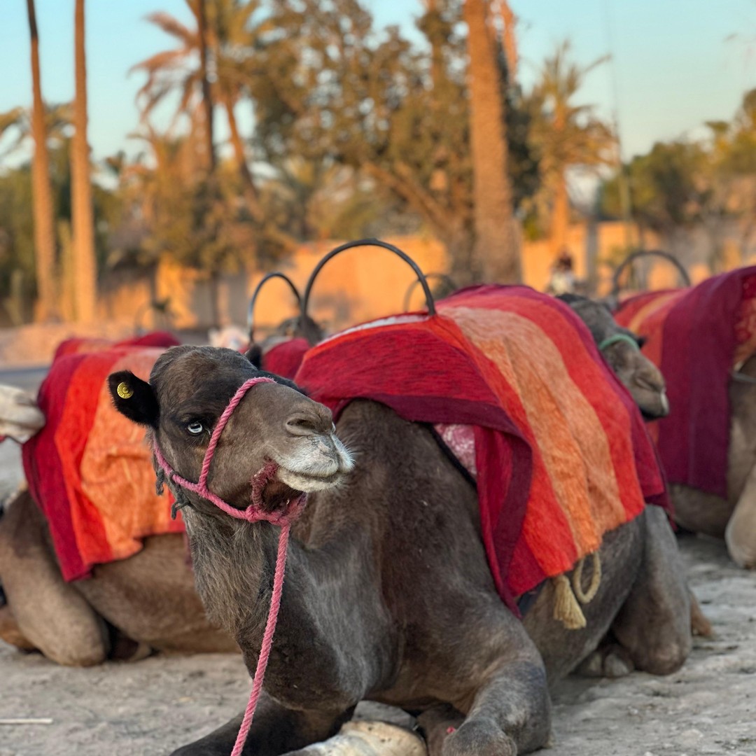 Aventure à dos de chameau dans la palmeraie de Marrakech