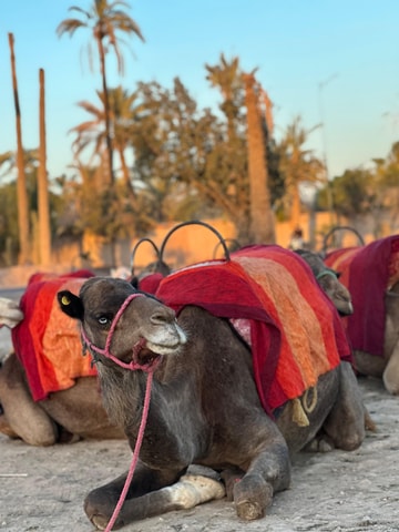 Camel Trek Adventure in the Marrakech Palm Grove