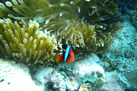 Tokashiki 1 Day 1 beach (or 2 beach with snorkeling option) 1 beach NO snorkeling