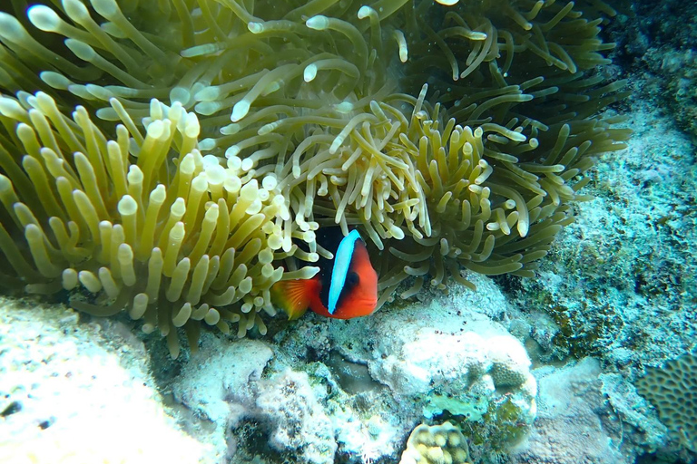 Tokashiki 1 Day 1 beach (or 2 beach with snorkeling option) 1 beach NO snorkeling