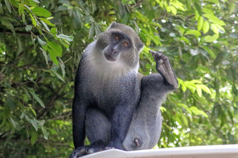 Zanzibar: Jozani Park Tour With Red Colobus Monkeys Stone Town Pickup + Entry Fees