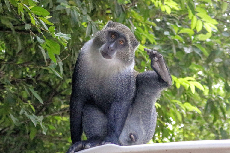 Zanzibar: Jozani Park Tour With Red Colobus Monkeys Stone Town Pickup + Entry Fees