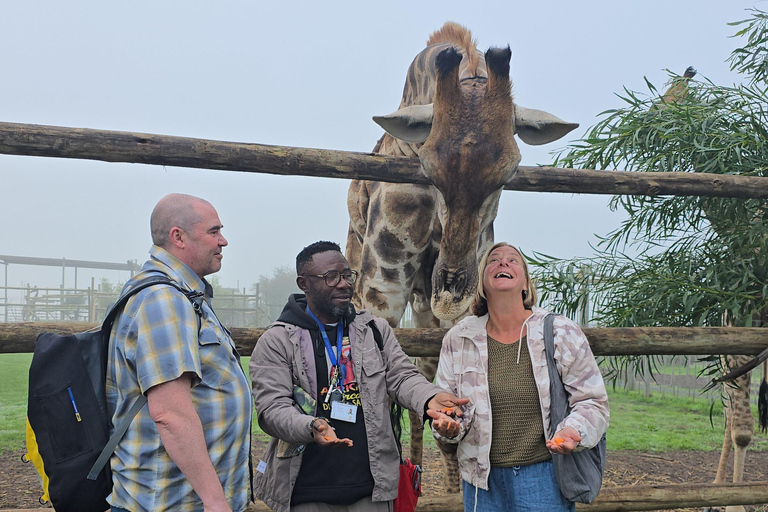 Cheetah, Giraffes Encounter, lion's park, and Wine Tasting