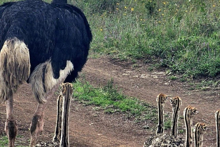 Nairobi National Park Guided Game Drive