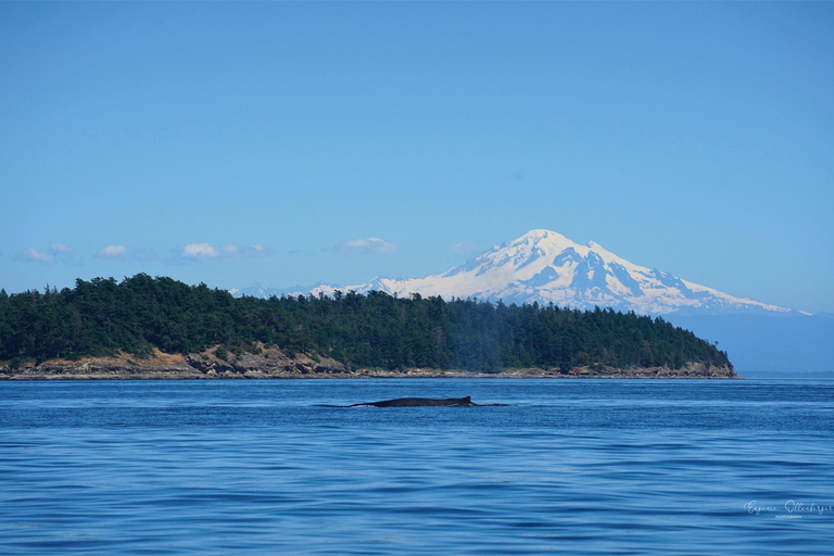 British Columbia: Whale Watching Öko-Abenteuertour