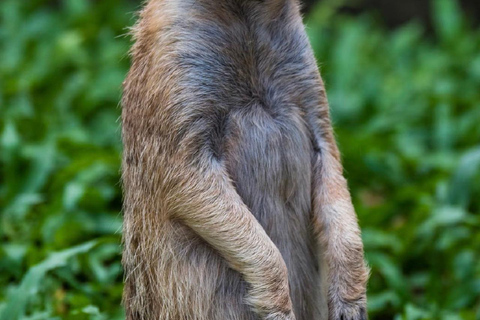 Guangzhou: Guangzhou Zoo Official Entry Ticket with Pandas Guangzhou Zoo Official Entry Ticket with Pandas