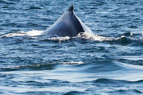 Whale Watching: Boat Adventure