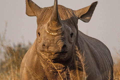 Golden Hour Safari: Afternoon Game Drive in Nairobi park National Park, Elephant Orphanage & Giraffe Private- Van