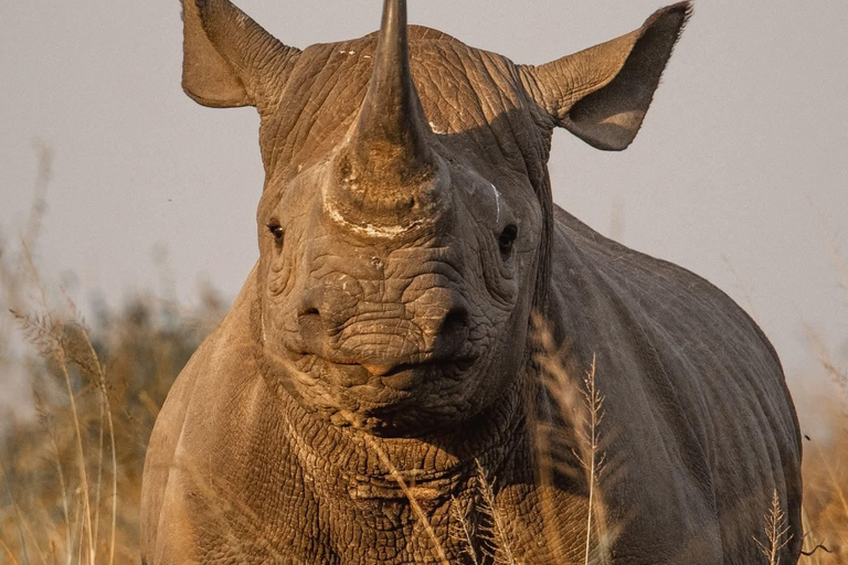 Golden Hour Safari: Afternoon Game Drive in Nairobi park National Park, Elephant Orphanage & Giraffe Private- Van