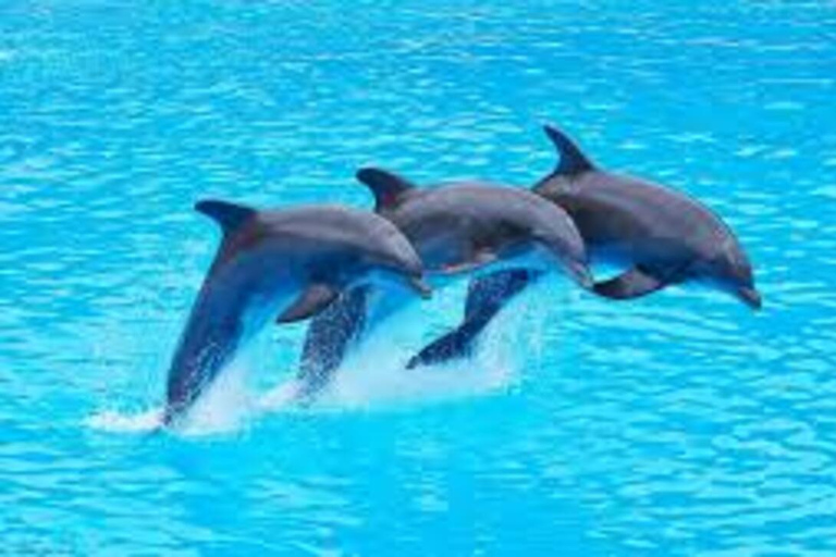 Zanzibar: Privat delfinsafari och snorkling i MnembaDet här alternativet inkluderar upphämtning och avlämning på hotellet