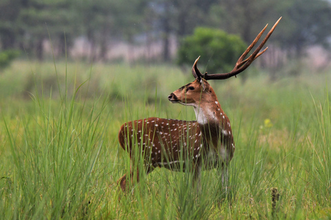 3 Nights 4 Days Chitwan National Park Tours