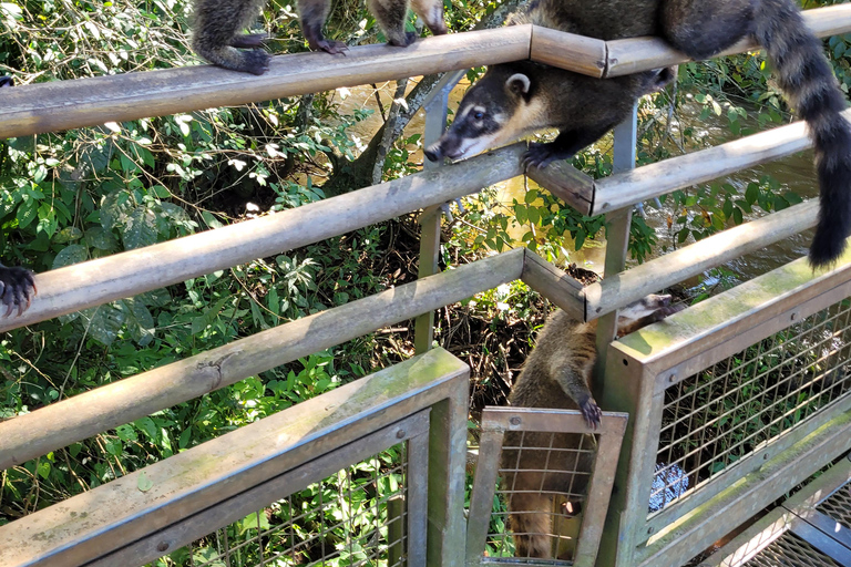 Visite privée d&#039;une journée aux chutes d&#039;Iguassu : Les deux côtés, le même jour !Visite privée des chutes d&#039;Iguassu : Les deux côtés, le même jour !