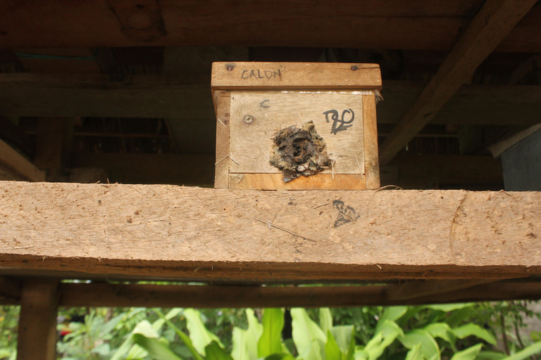 Bagek Kembar: Mangrove & Stingless Beekeeping Experience