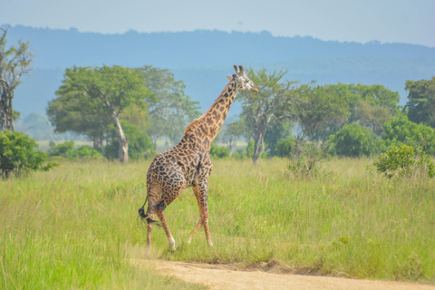 Serengeti und Ngorongoro-Krater: 3-Tage-Safari