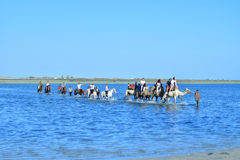 Djerba 1H30 Przejażdżka na wielbłądzie