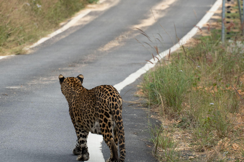 Ella to Anywhere: Private Scenic Journey & Flexible Stops Private Car with Driver – Up to 125 km (Island-wide)