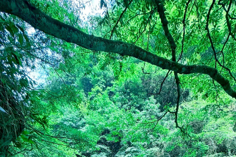 Zhangjiajie: Grand Canyon Glass Bridge Ticket & PDF