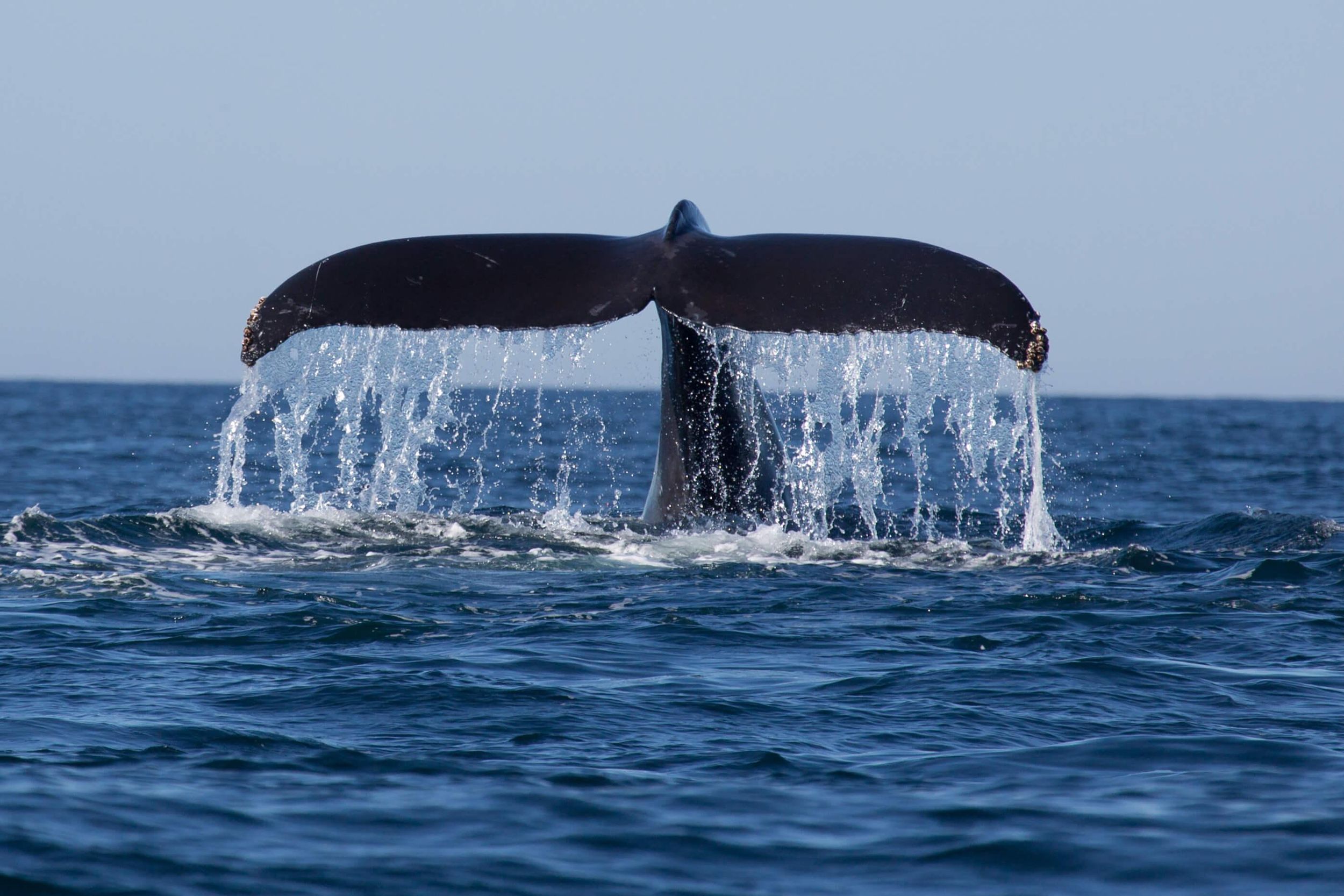 Ab Ahungalla: Whale Watching in Mirissa und Tour zur Festung Galle