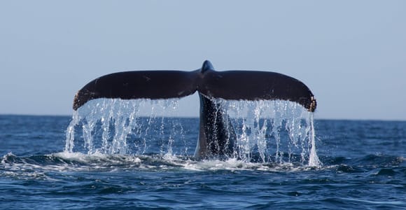 Whales Watching mirissa and Galle Fort Tour from Ahungalla