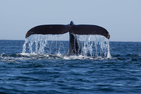 Whales Watching mirissa and Galle Fort Tour from Ahungalla Whales Watching mirissa and Galle Fort Tour