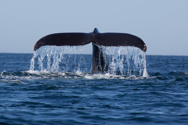 Whales Watching mirissa and Galle Fort Tour from Ahungalla Whales Watching mirissa and Galle Fort Tour