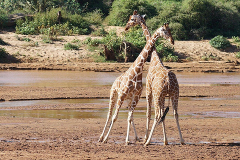 3 Days, 2 nights safari to Samburu National Reserve 3 Days private safari in a 4x4 Landcruiser jeep
