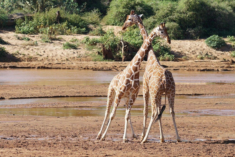 3 Days, 2 nights safari to Samburu National Reserve 3 Days private safari in a 4x4 Landcruiser jeep
