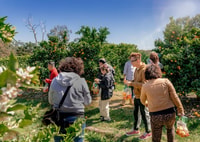 Fruit Picking & Nature Tour Yarra Valley & Warburton - Housity