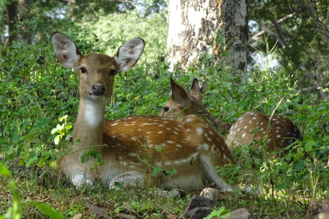 Delhi : 2 jours d&#039;aventure dans le safari Jim Corbett