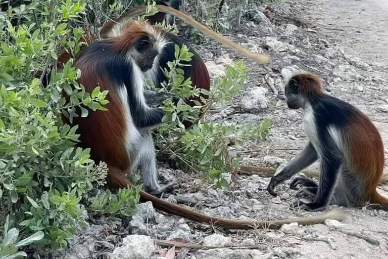Zanzibar: Masingini Forest, Monkeys & Zipline adventure Masingini Forest, Monkeys & Zipline adventure & transfer