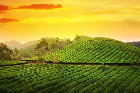 From Cochin: 8-Day Private Kerala Tour with Houseboat Stay Tour Without Accommodation