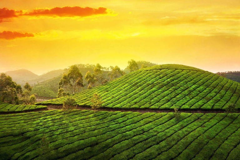 From Cochin: 8-Day Private Kerala Tour with Houseboat Stay Tour Without Accommodation