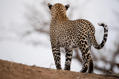 Jodhpur To Udaipur : Leopard Safari, Ranakpur & Kumbhalgarh