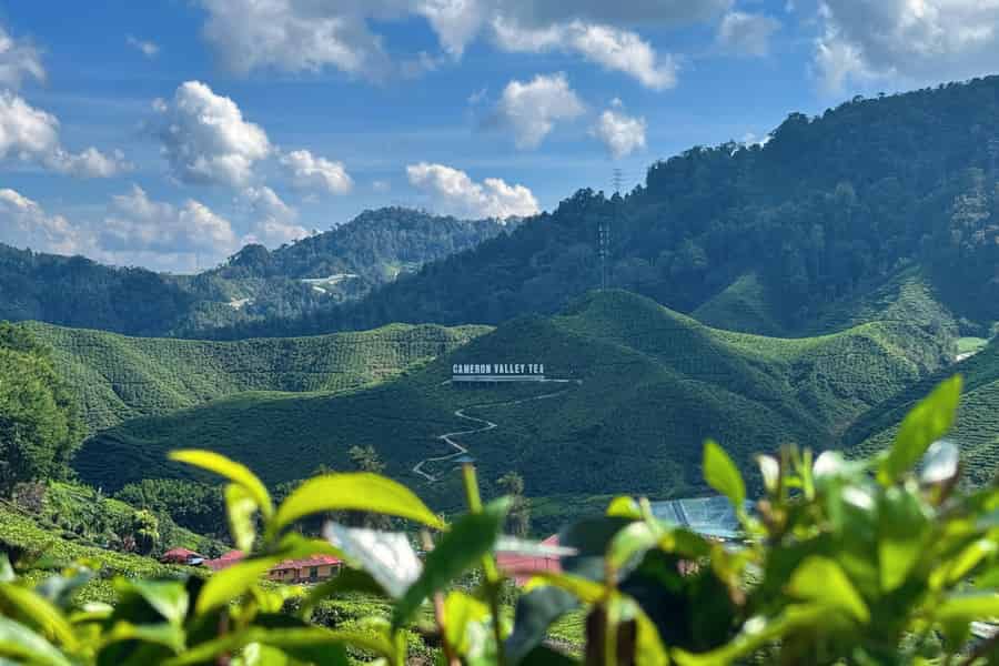 Von Kuala Lumpur: Tagesausflug in die Cameron Highlands mit Mittagessen. Foto: GetYourGuide