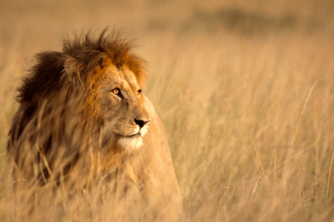 Tsavo East safari Park 2-Day Safari from Mombasa, watamu