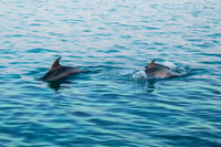 Pula, Exclusive Dolphin & Sunset Cruise with Dinner & Drinks - Housity