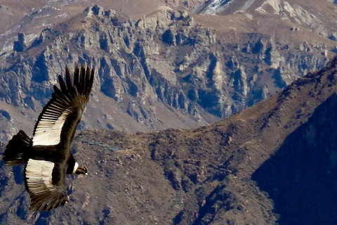 2-Day Tour to the Magical Colca Canyon