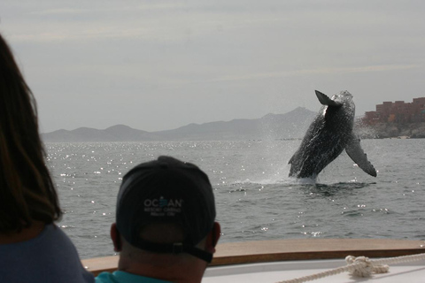 Walvissen kijken in San José del Cabo