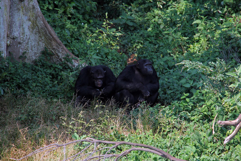 Ngamba Island Chimpanzee Sanctuary Trip
