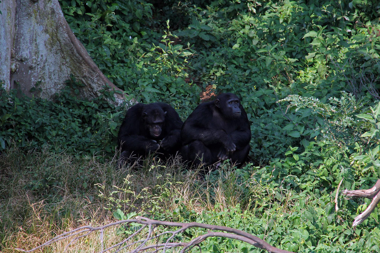 Ngamba Island Chimpanzee Sanctuary Trip