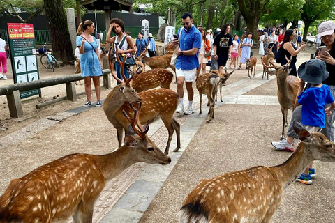 كيوتو/نارا: جولة عائلية ممتعة وثقافية بالسيارة مع خدمة التوصيل من الفندق